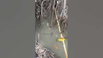 Câu cá - lên em cá thác lác đồng gốc cây củ.. #fishing #cauca #fish
