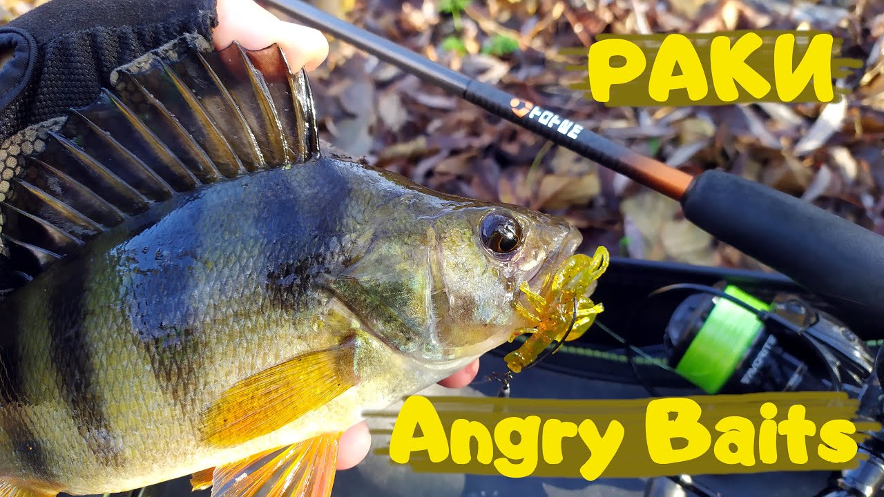 ✅Окунь любить РАКІВ! Гарні КАВУНИ🍉 гнули спінінг в дугу! Повільна проводка!🔥
