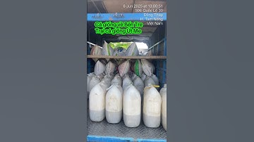 Cá lóc bông giống. 0909770509#traicagiongutme#ca #cagiong #fish#traicagiongdongthap