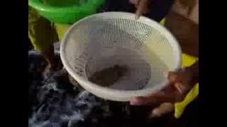 Pusit pusit sa tabing dagat part 2