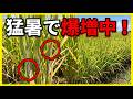 「気づいた時には手遅れ…」猛暑で大発生する紋枯病の恐怖（収量・品質、大ダメージ）、今すぐやるべき対策