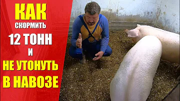 ВЫВОЗ НАВОЗА или КУДА ДЕТЬ НАВОЗ от СВИНЕЙ? 10 месяцев БЕЗ ЗАПАХА И ВОНИ. МАГИЯ БАКТЕРИЙ.
