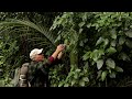 Hunua NZ Day Walk. Poisonous Plants, Wild Edibles, Widowmakers