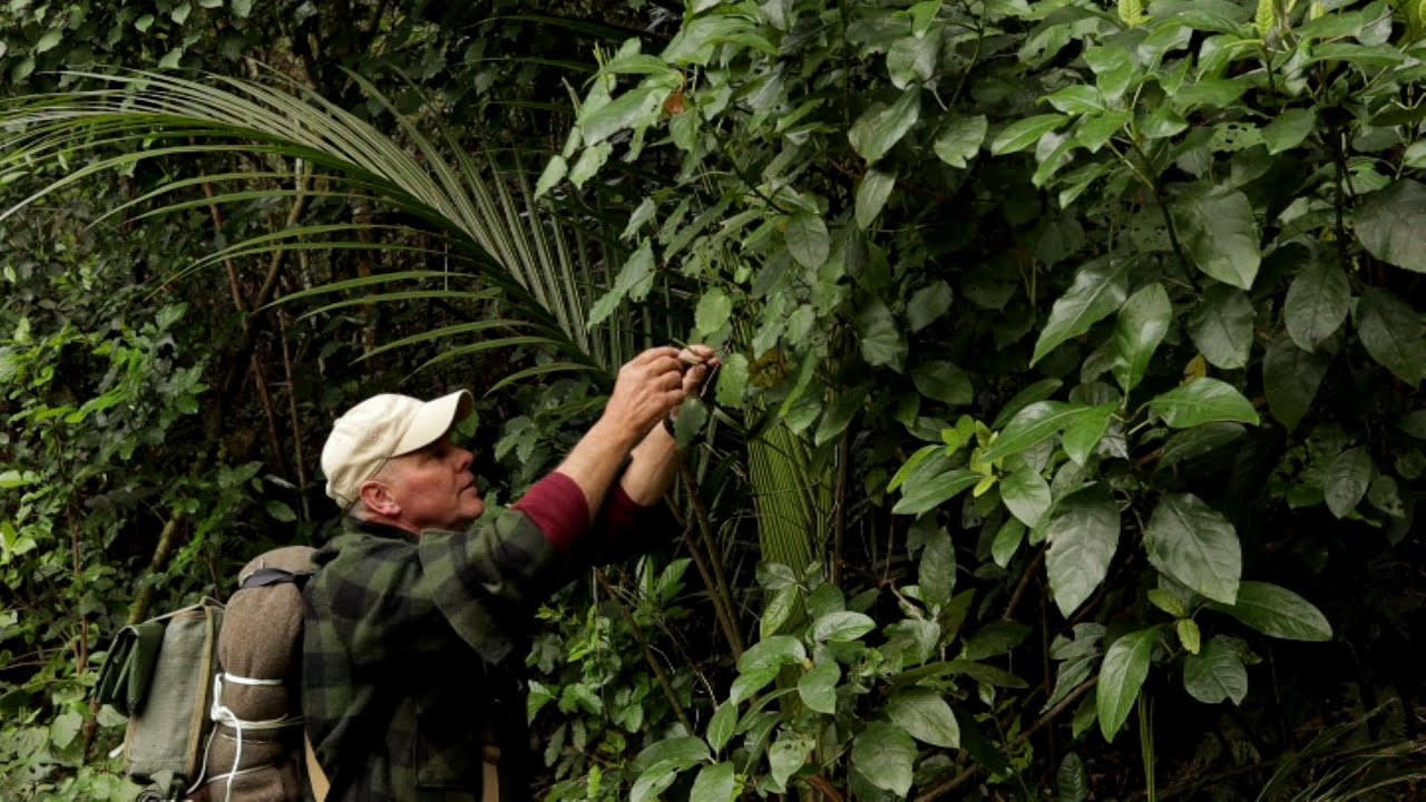 Hunua NZ Day Walk. Poisonous Plants, Wild Edibles, Widowmakers