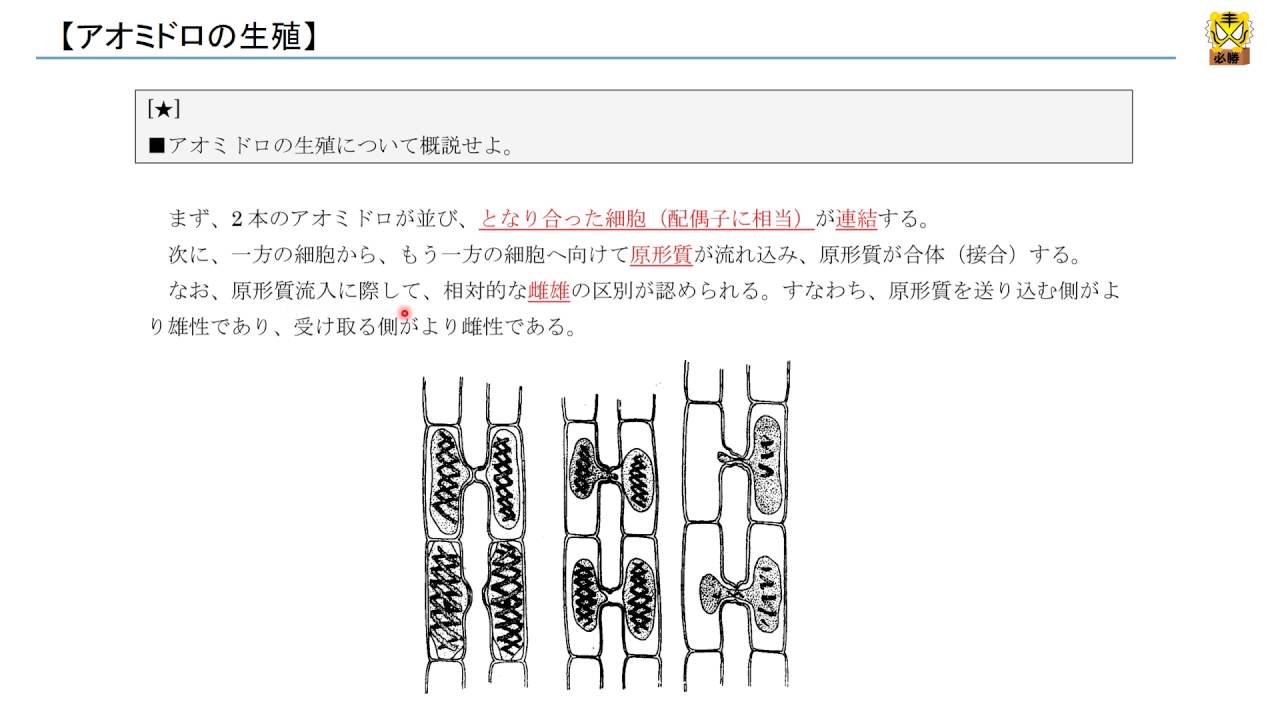 アオミドロの生殖 高校生物 Youtube
