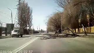 В Саратове водитель еле увернулся от падения дерева