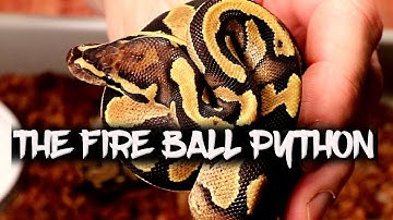 The ball python FIRE gene!
