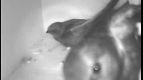 04-07-2010, Climbing Swift.mpg