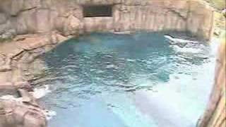 Deer Chased By Polar Bears Benny Hill Remix