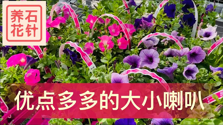 大小喇叭花（矮牽牛） - 顏色鮮艷、花色豐富、開花不斷、容易打理 - 適合養花新手的夏季花 - petunia and million bells - 天天要聞