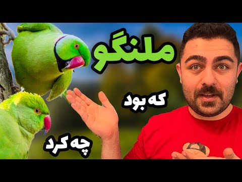 معرفی طوطی ملنگو معروف ترین طوطی آسیا   