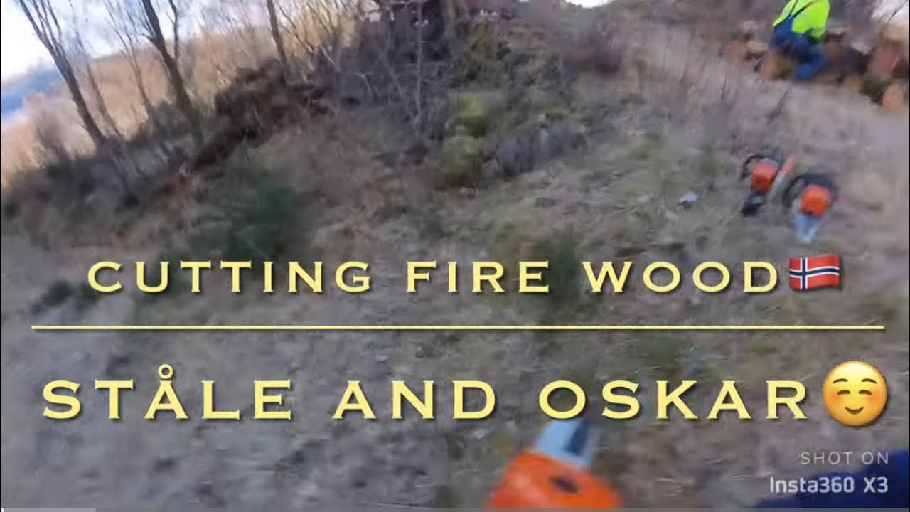 Chainsaw FIREWOOD bonanza , Stihl ms 500i ,ms 251 and ms 181 - YouTube