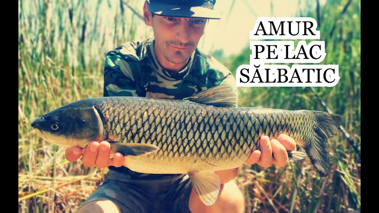 Pescuit la CTEN AMUR PE LAC SALBATIC - Primul meu amur salbatic