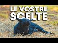 Come lo chiamiamo il nuovo agnello ðŸ‘?
