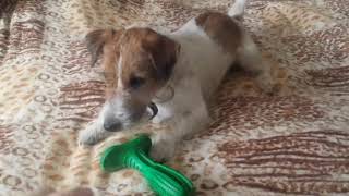 Petestate Dog Toothbrush