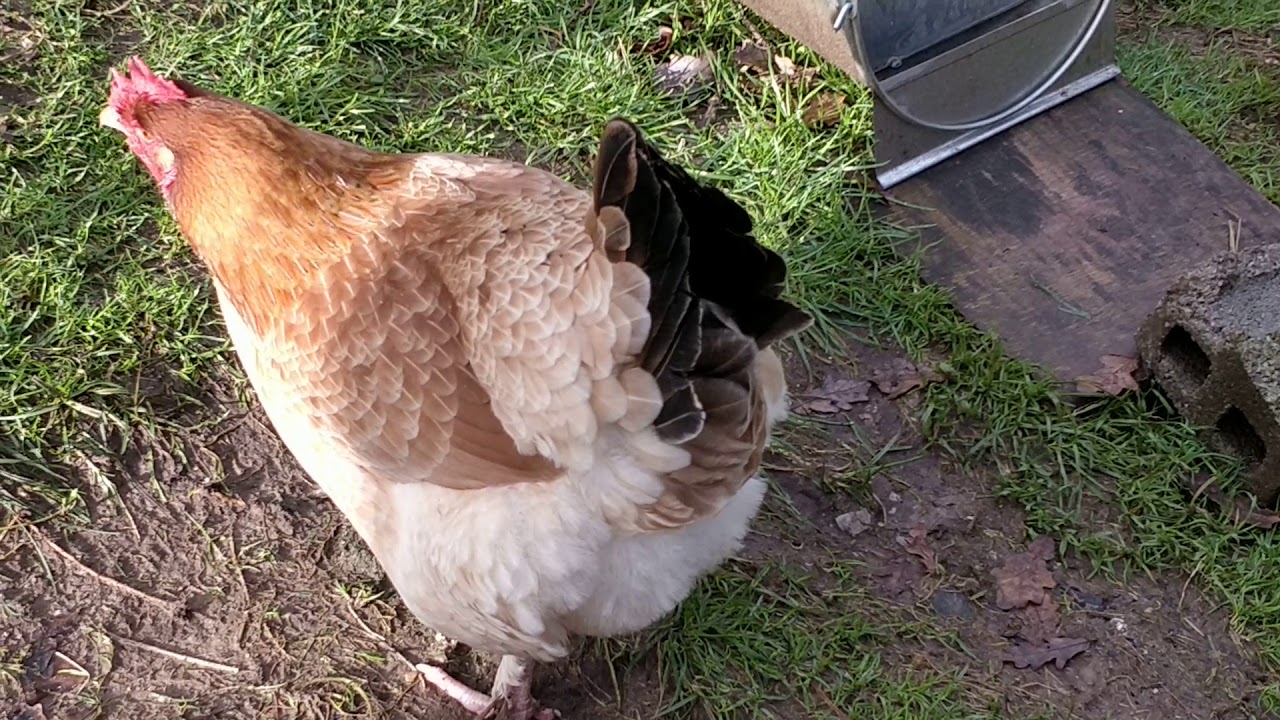 Mostra il tuo grosso gallo nero