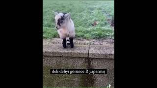 Tamam Sen Daha Delisin Dercesine