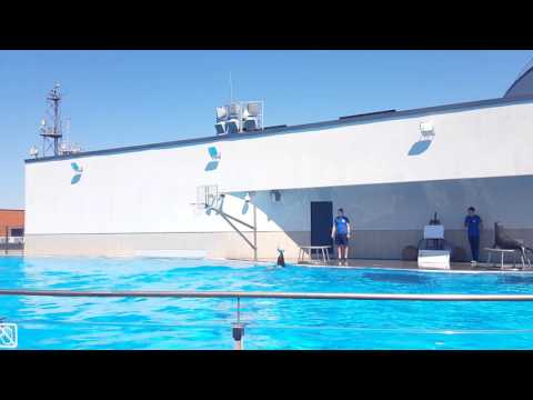 Морские котики ,seals