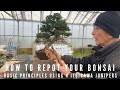 How to repot your bonsai juniper