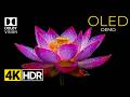OLED Demo – Deep Black And Craziest Colors 4K HDR Dolby Vision