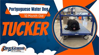 Tucker's Transformation: Mastering OffLeash Freedom | Portuguese Water Dog Training Journey