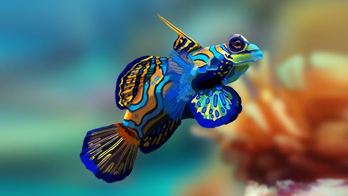 Mandarin Fish