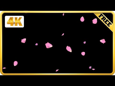 Pink Rose petals falling black screen loops