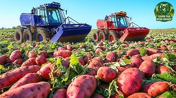 Nông Dân Mỹ Thu Hoạch 2.000 Tấn Khoai Lang Chỉ Trong Vài Giờ – Công Nghệ Khiến Bạn Choáng Ngợp!