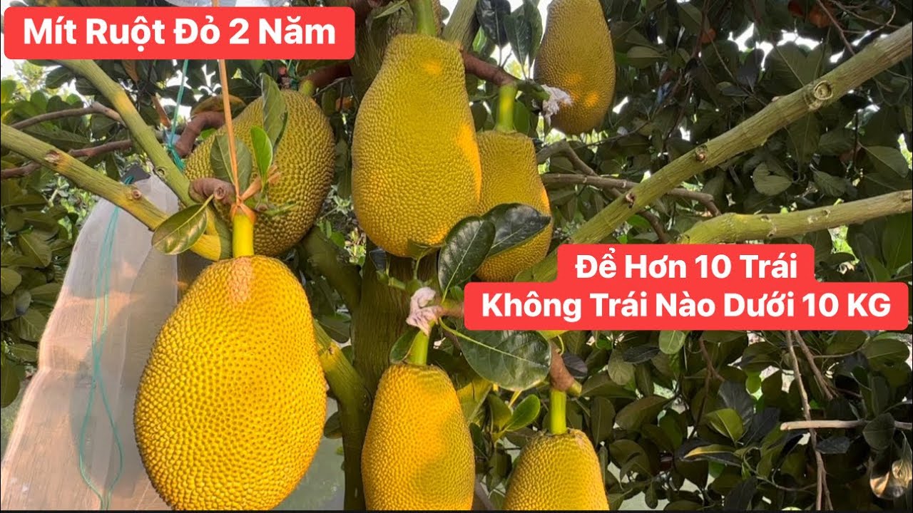 Thật mê mẫn với vườn Mít Ruột Đỏ mới 2 năm để nhiều trái không trái nào dưới 10 kG