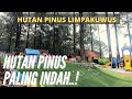Download Lagu HUTAN PINUS PALING INDAH..WAJIB DIKUNJUNGI (LIMPAKUWUS BATURADEN)