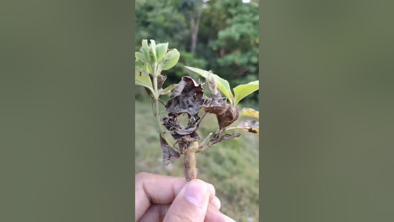 crab spider and orb weaver ☺️ YouTube