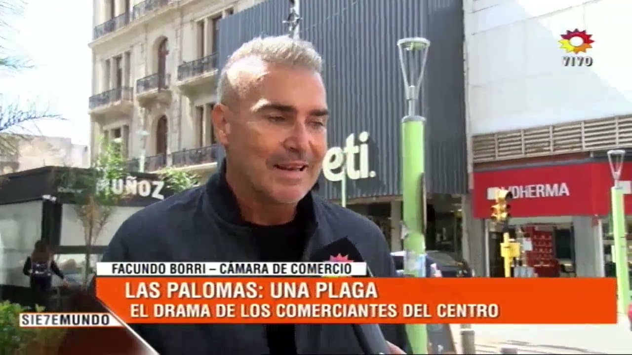 Invasión de palomas en el centro bahiense