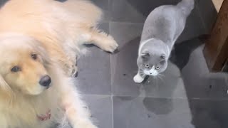 Dog loves but is also scared of his cat brother