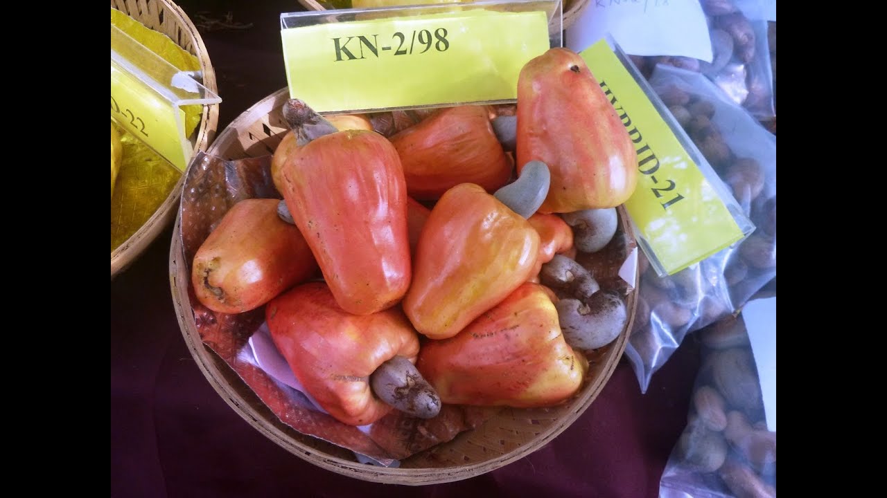 Konkan Fruit Fest 2012 video YouTube