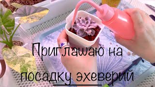 Приглашаю на посадку Эхеверий