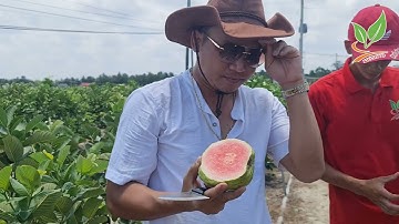 Ngỡ ngàng giống cây ổi Ruby ruột đỏ không hạt trái to đến cả gần kg Giá cây vài trăm ngàn 0962347777