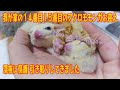 我が家の新しい家族 深夜にモモンガ保護してきました