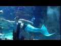 Mystic Mermaids at Nashville Aquarium Restaurant