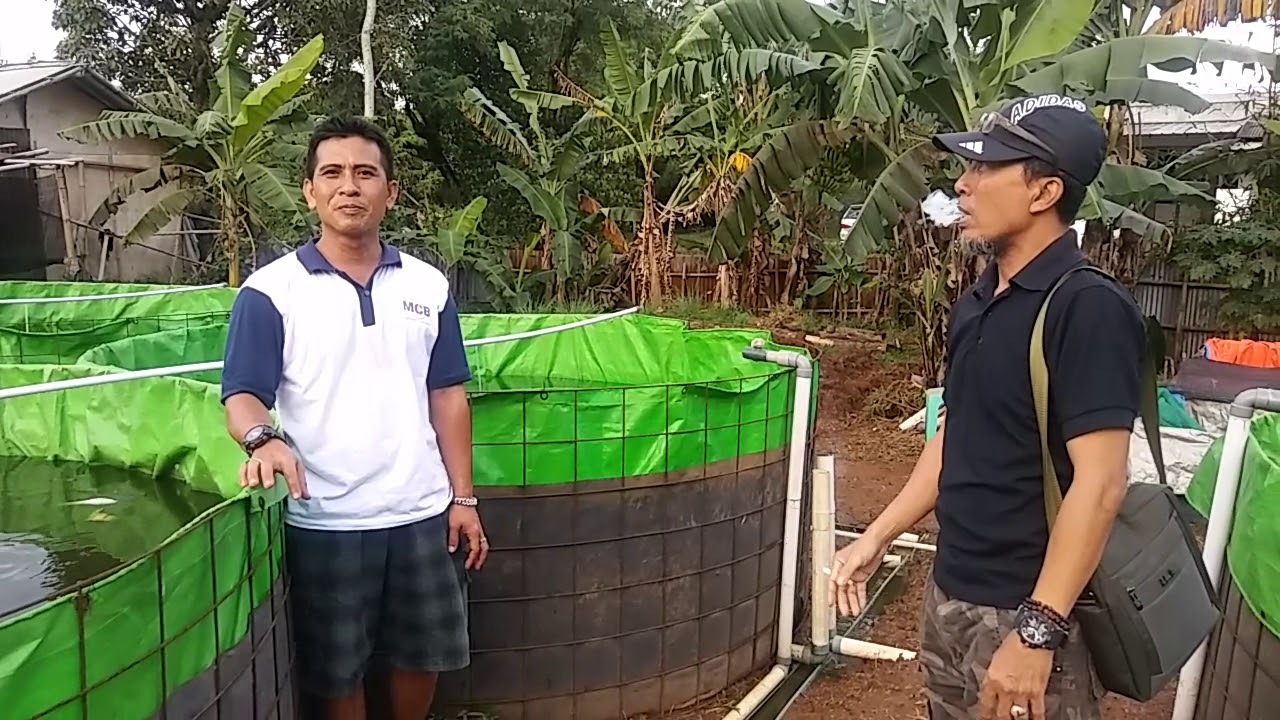 Budidaya lele SISTEM KONVENSIONAL yang menguntungkan di Bogor 