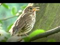 Gesang der Singdrossel/Singing of the Song Thrush/chant de la Grive musicienne