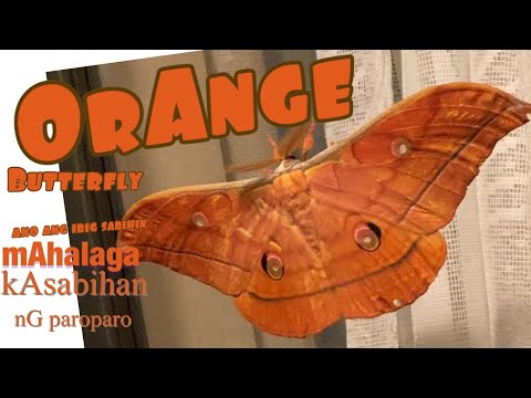 Video: Ano ang ibig sabihin ng orange na bumbilya?