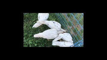 Updates on my flat comb’s daughter snd more.