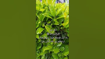 أذكار النوم قال رسولُ الله صل الله عليه وسلم إذا اتيت مضجعك حالات  قصيره🥀💛#حالات_دينيه