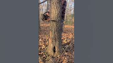 Notching Dead Standing Tree Widow Maker