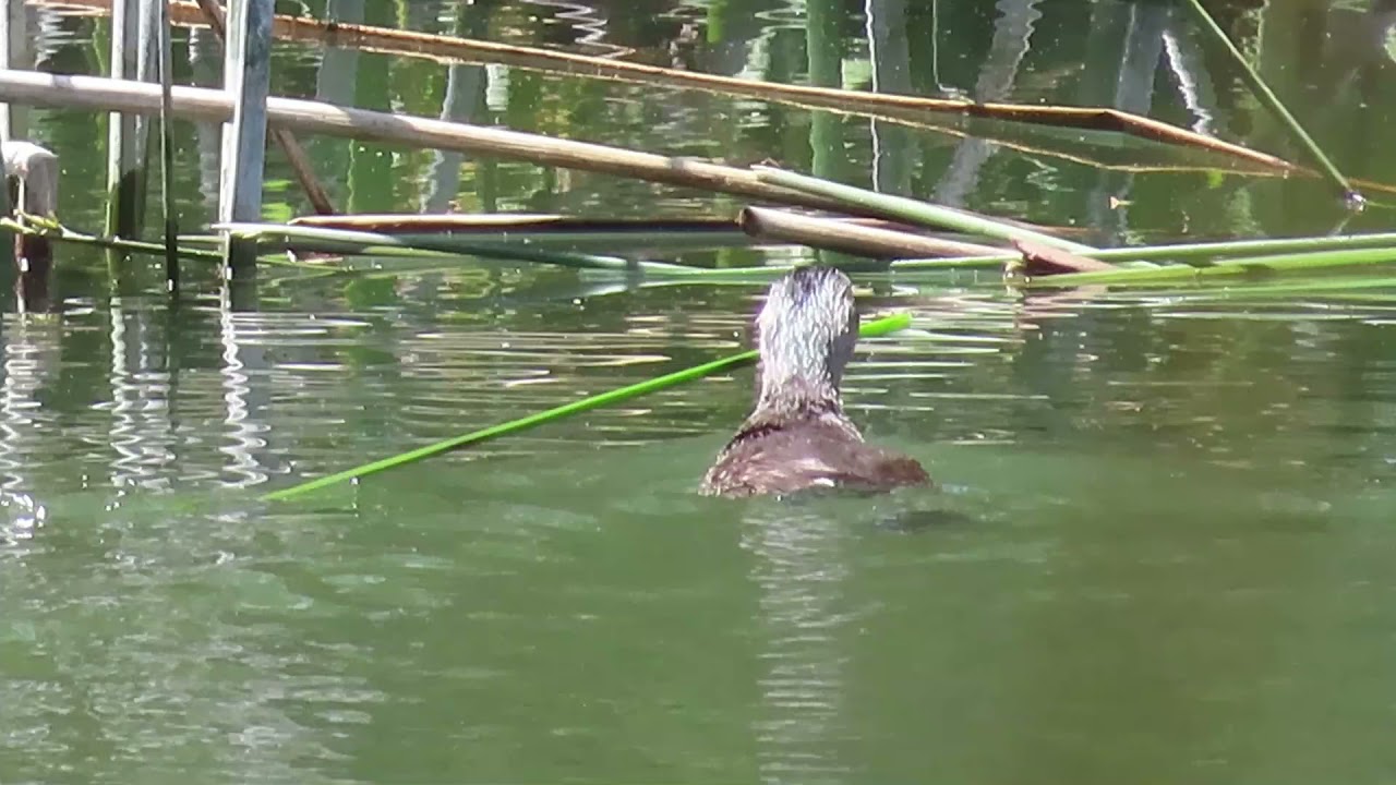 Pied billed Grebe nest with eggs 