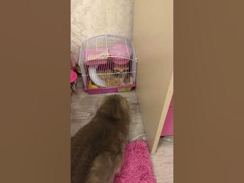 #shorts 🐈«УСАТЫЙ НЯНЬ»🐈/ Шотландский вислоухий кот/Смешные животные ...