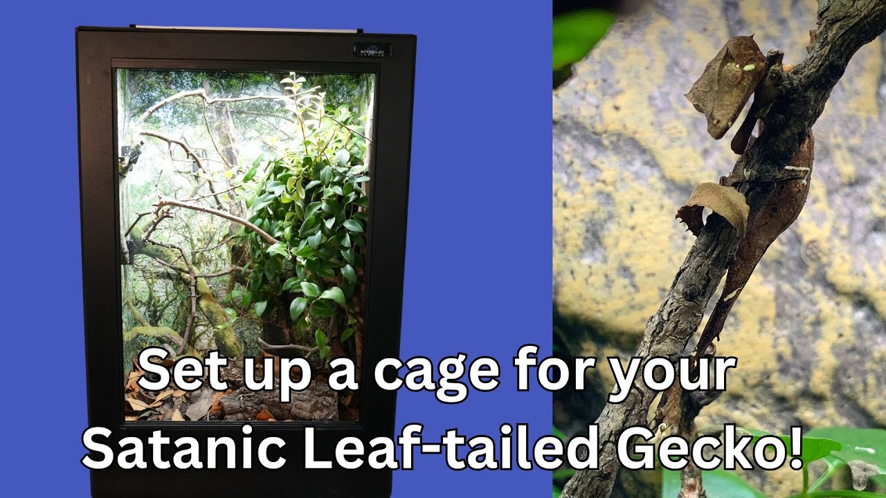 How to setup a cage for a Satanic Leaf-tailed Gecko!