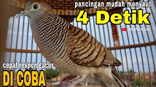 Perkutut Lokal Gacor Suara Besar 4 Detik Gacor Bales Nutut 💯 Ampuh