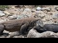 attack wildlife