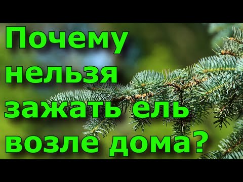 Почему нельзя сажать ель возле дома?